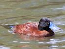 Argentinian Ruddy Duck (WWT Slimbridge May 2013) - pic by Nigel Key